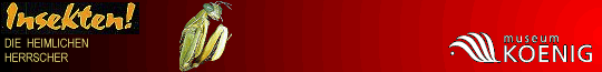 *Banner*